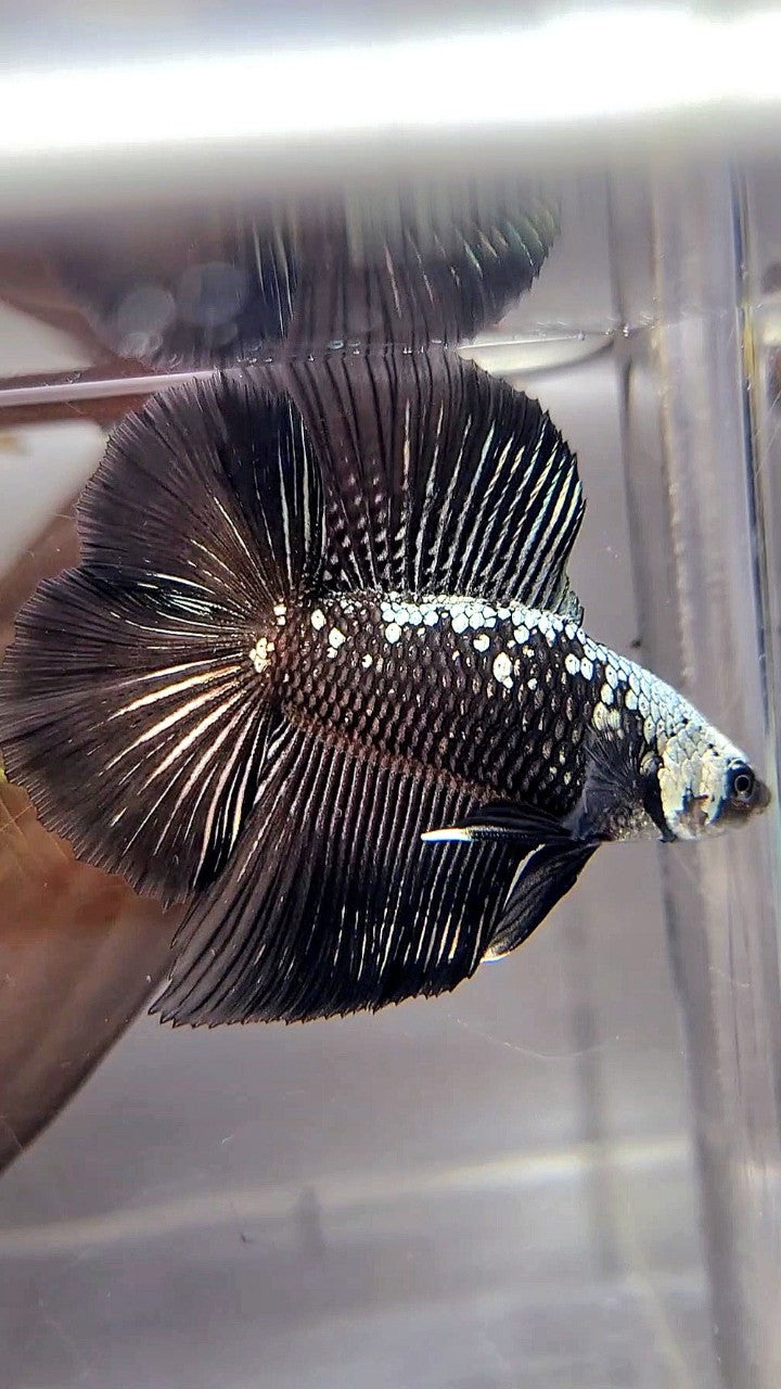 HALFMOON DOUBLE TAIL BLACK SAMURAI MASKING BETTA FISH