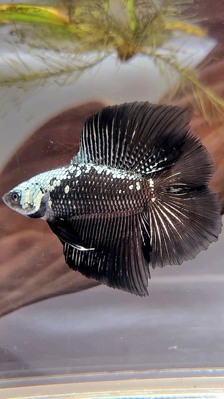 HALFMOON DOUBLE TAIL BLACK SAMURAI MASKING BETTA FISH