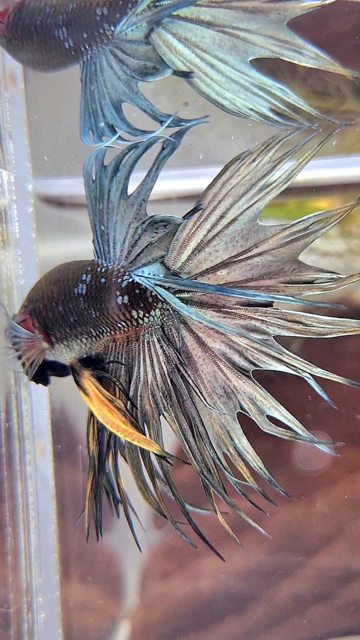 CROWNTAIL BLACK GALAXY COPPER AVATAR YELLOW BETTA FISH