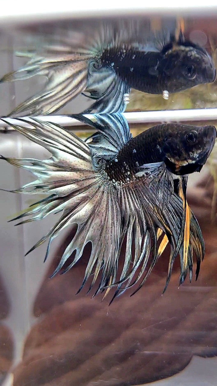 CROWNTAIL – Rare Betta Fish Store