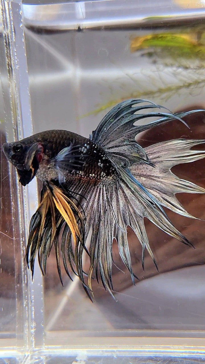 CROWNTAIL BLACK GALAXY COPPER AVATAR YELLOW BETTA FISH