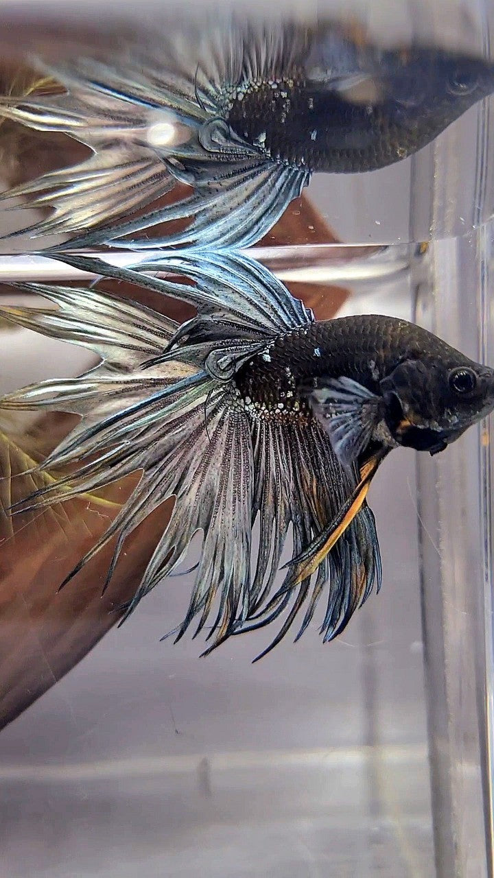 CROWNTAIL BLACK GALAXY COPPER AVATAR YELLOW BETTA FISH