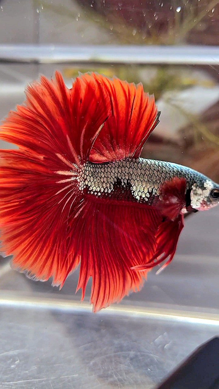 HALFMOON ROSETAIL COPPER FANCY RED BETTA FISH