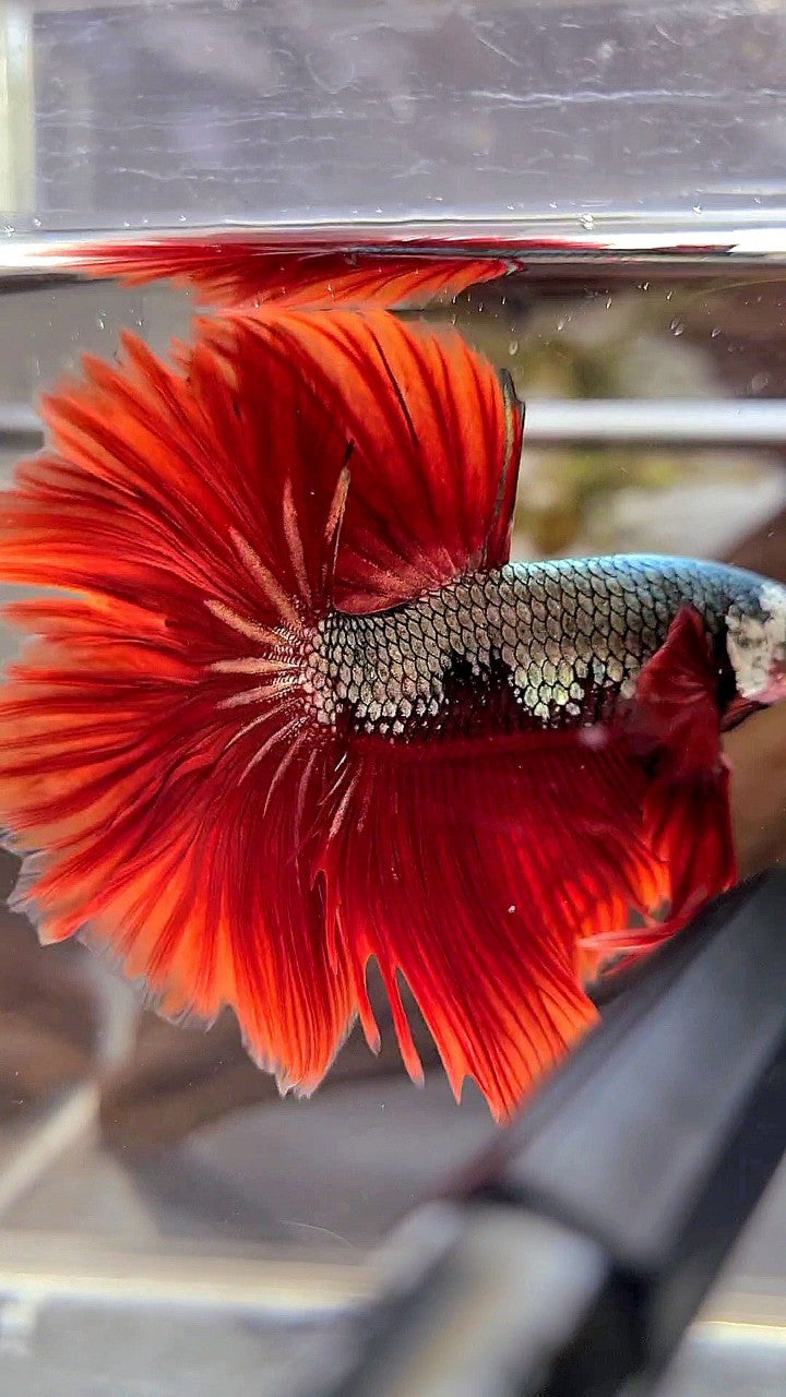 HALFMOON ROSETAIL COPPER FANCY RED BETTA FISH