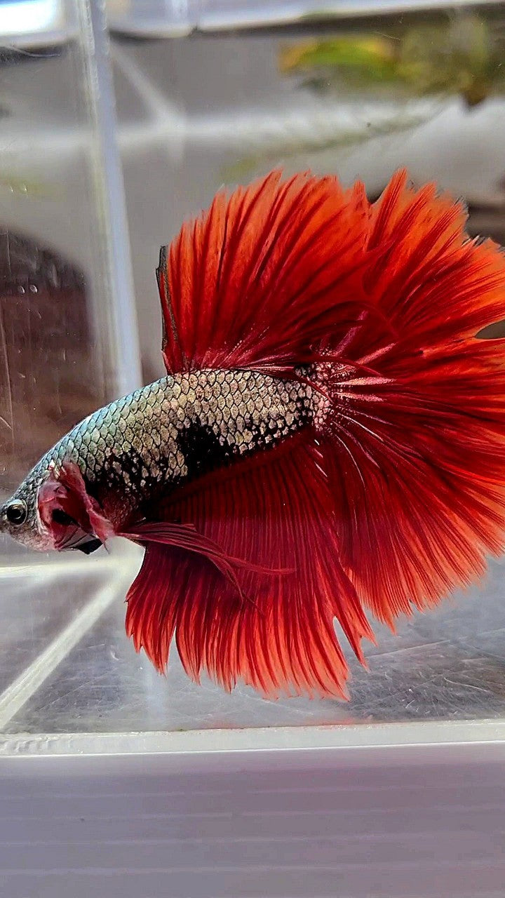 HALFMOON ROSETAIL COPPER FANCY RED BETTA FISH