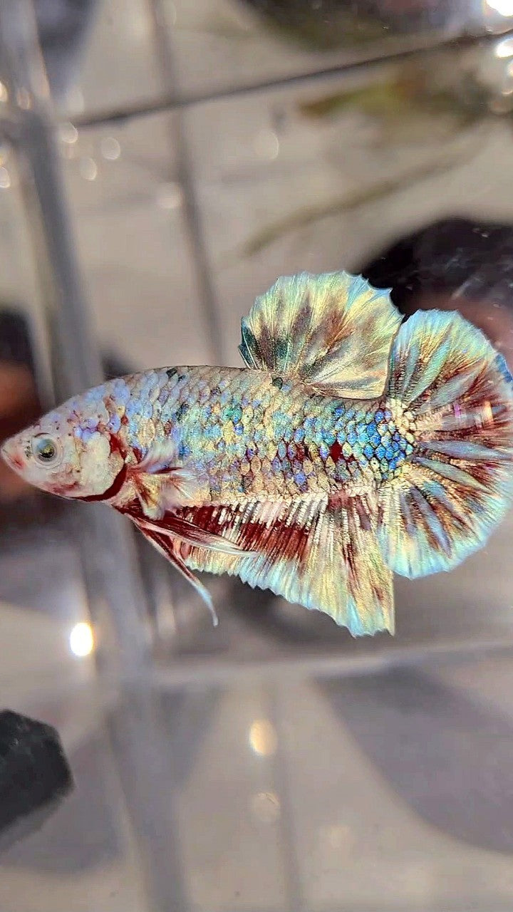 PLAKAT BARONGSAI SUPER GALAXY WHITE RED BETTA FISH