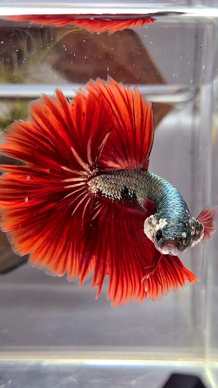 HALFMOON ROSETAIL COPPER FANCY RED BETTA FISH