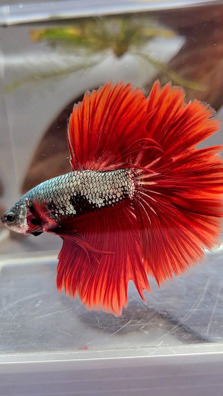 HALFMOON ROSETAIL COPPER FANCY RED BETTA FISH