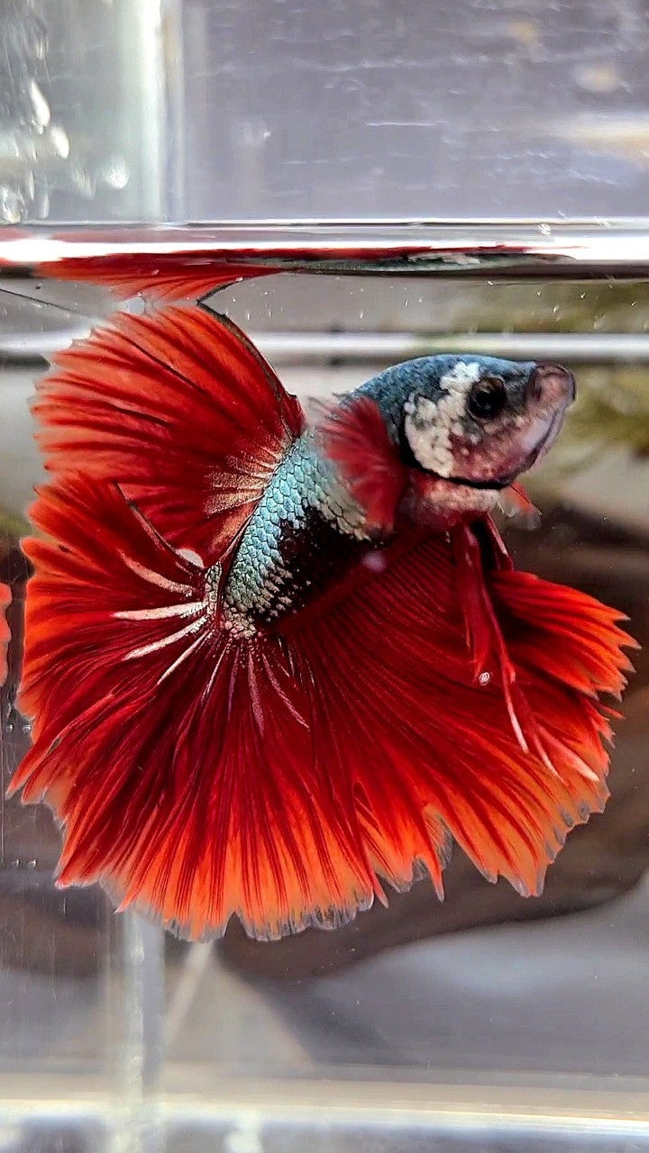 HALFMOON ROSETAIL COPPER FANCY RED BETTA FISH