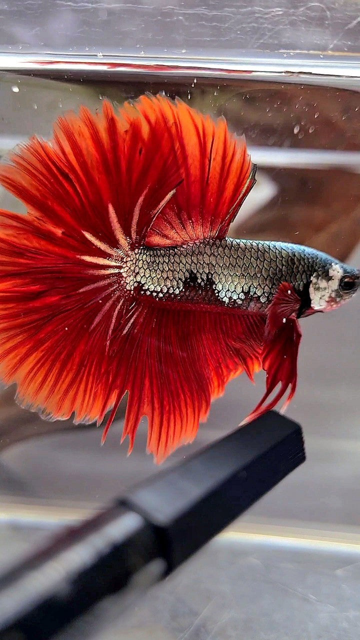 HALFMOON ROSETAIL COPPER FANCY RED BETTA FISH