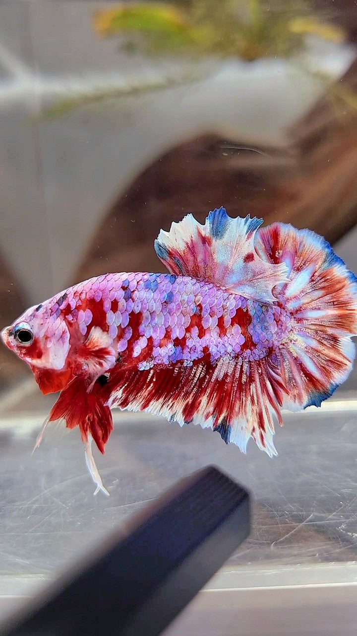 PLAKAT BARONGSAI SUPER GALAXY BETTA FISH