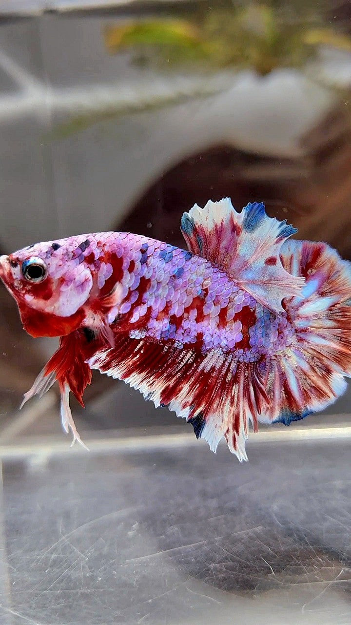 PLAKAT BARONGSAI SUPER GALAXY BETTA FISH