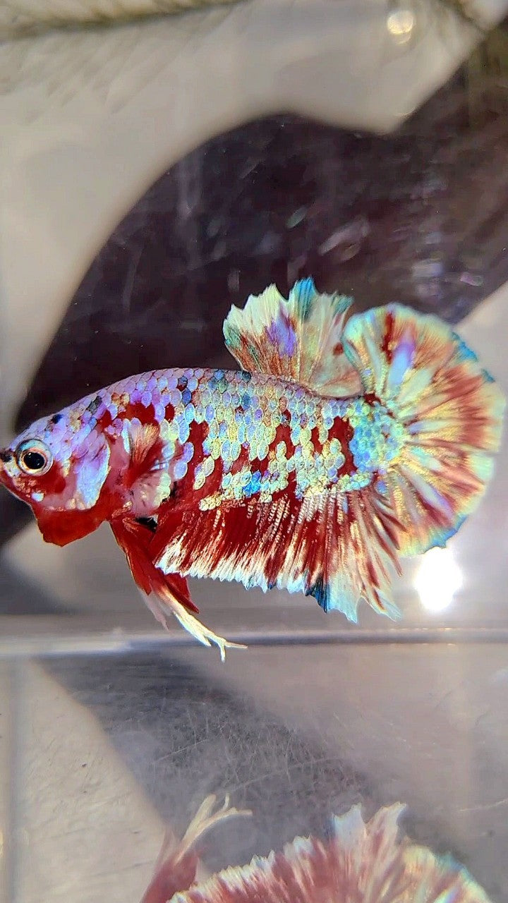 PLAKAT BARONGSAI SUPER GALAXY BETTA FISH