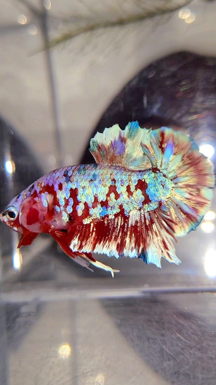 PLAKAT BARONGSAI SUPER GALAXY BETTA FISH