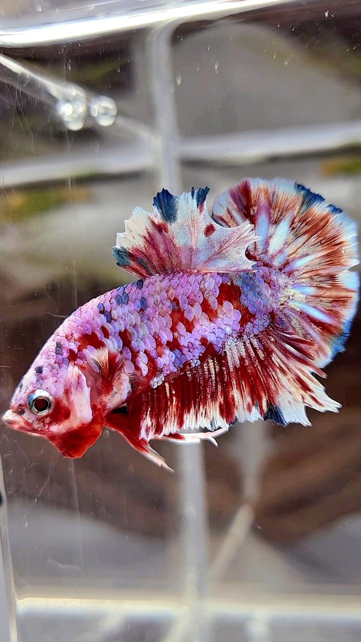 PLAKAT BARONGSAI SUPER GALAXY BETTA FISH