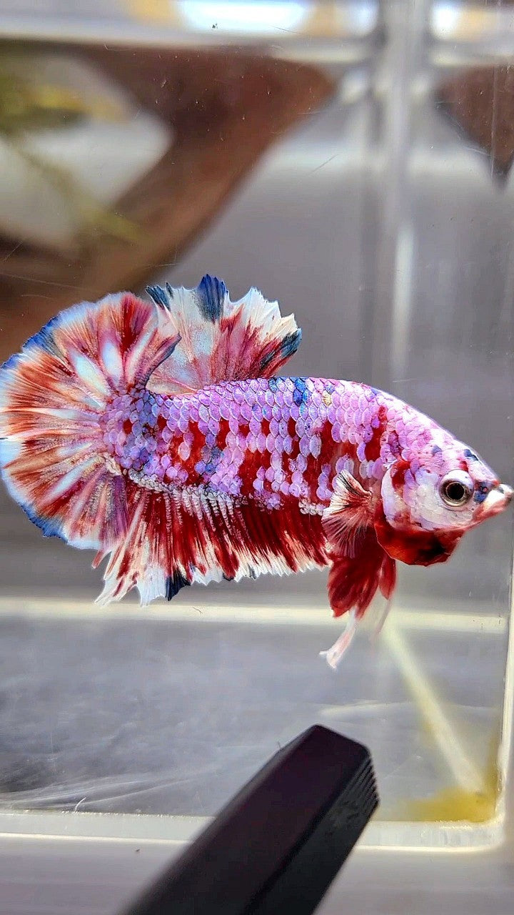 PLAKAT BARONGSAI SUPER GALAXY BETTA FISH