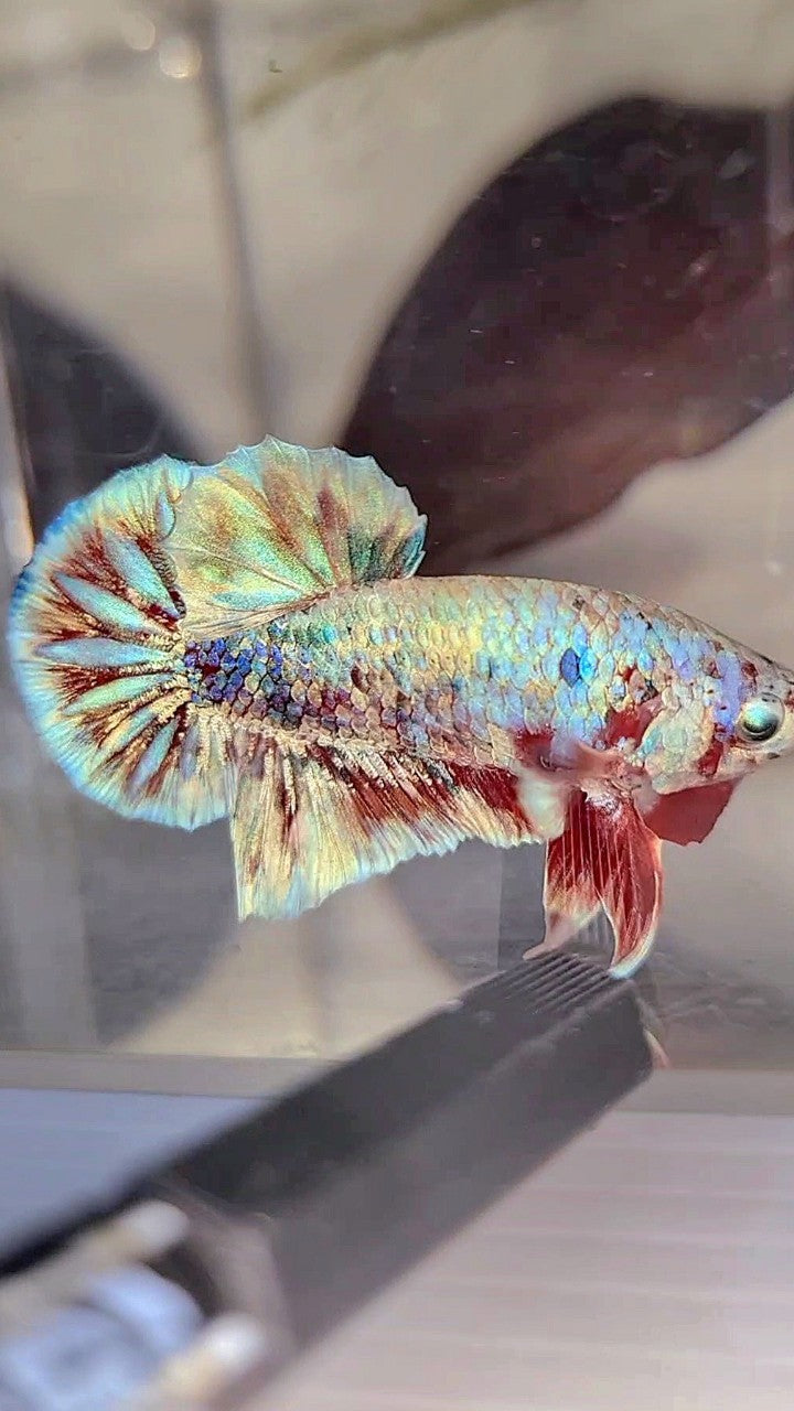 PLAKAT BARONGSAI SUPER GALAXY WHITE RED BETTA FISH