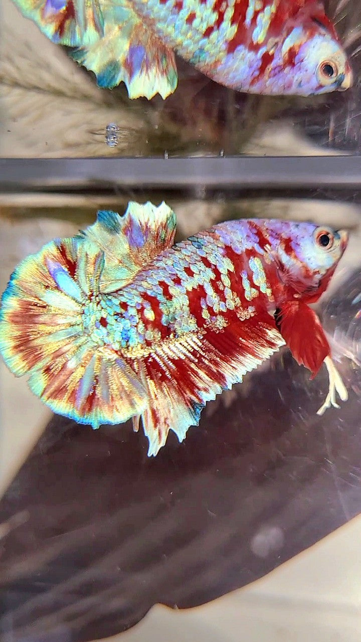 PLAKAT BARONGSAI SUPER GALAXY BETTA FISH