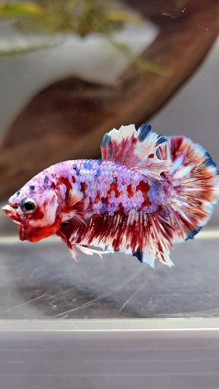 PLAKAT BARONGSAI SUPER GALAXY BETTA FISH