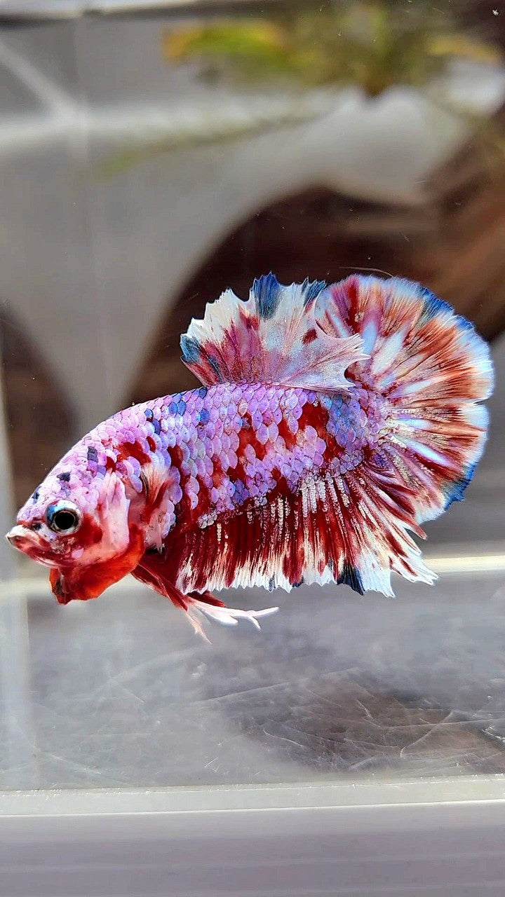 PLAKAT BARONGSAI SUPER GALAXY BETTA FISH