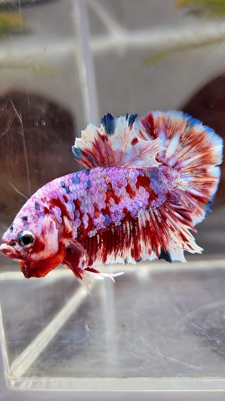 PLAKAT BARONGSAI SUPER GALAXY BETTA FISH