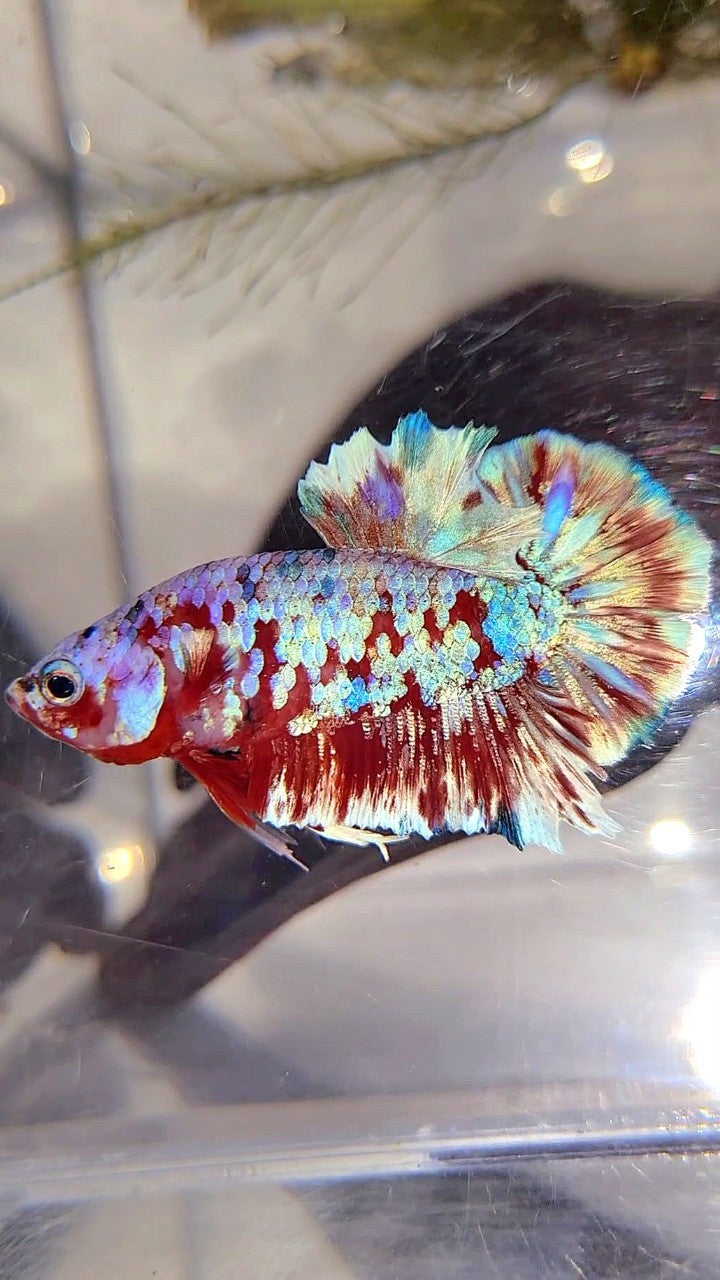 PLAKAT BARONGSAI SUPER GALAXY BETTA FISH