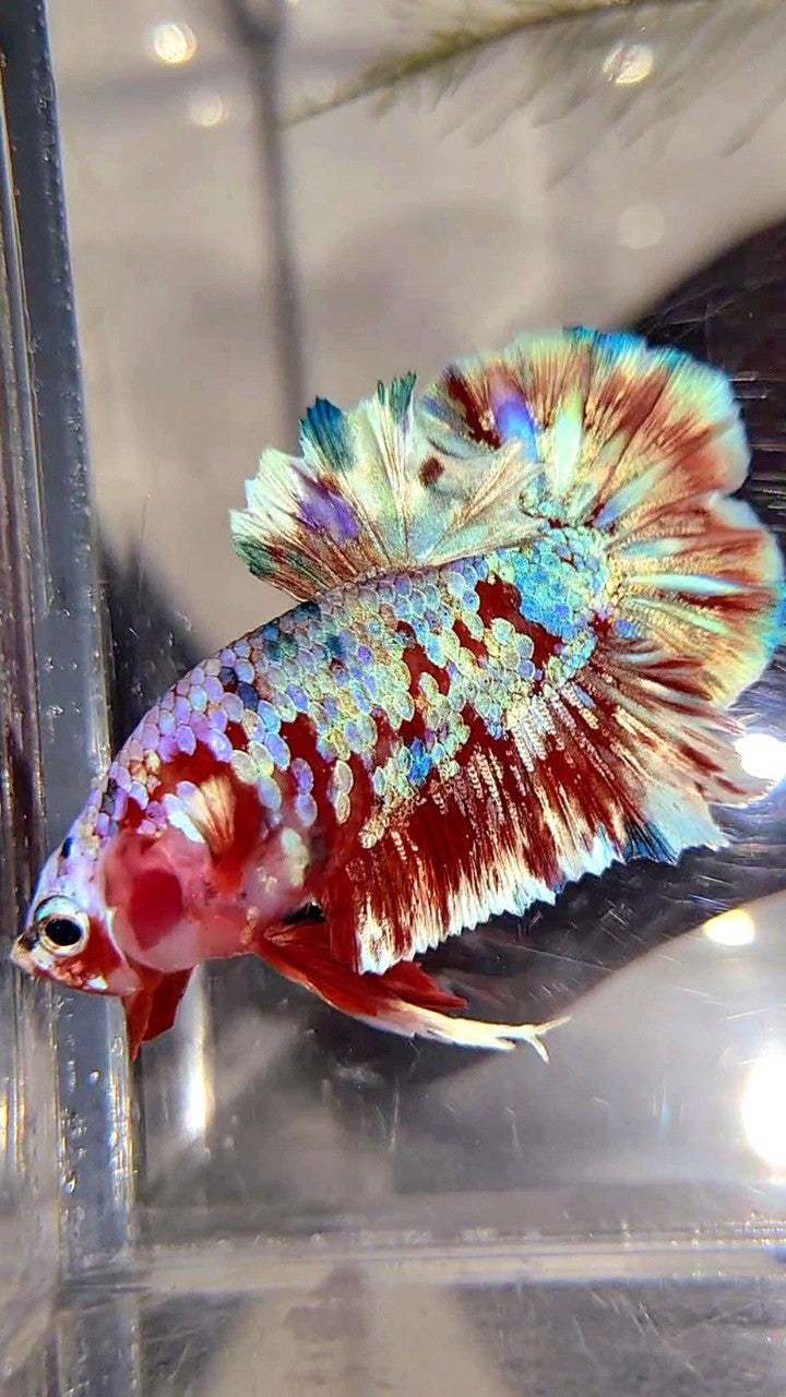 PLAKAT BARONGSAI SUPER GALAXY BETTA FISH