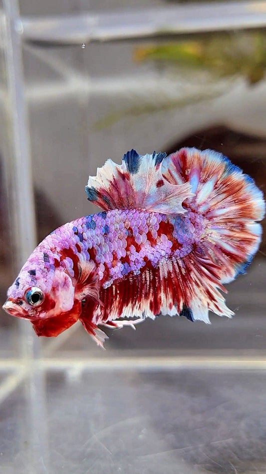 PLAKAT BARONGSAI SUPER GALAXY BETTA FISH