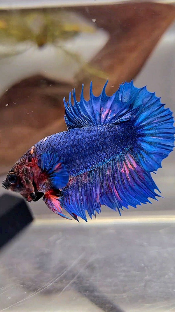 CROWNTAIL PLAKAT BLUE FANCY ORANGE WASH BETTA FISH – Rare Betta Fish Store