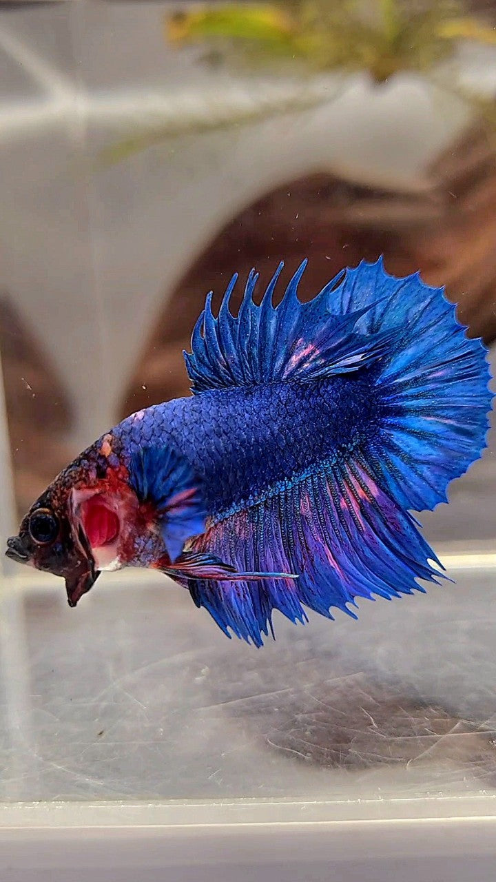 CROWNTAIL PLAKAT BLUE FANCY ORANGE WASH BETTA FISH