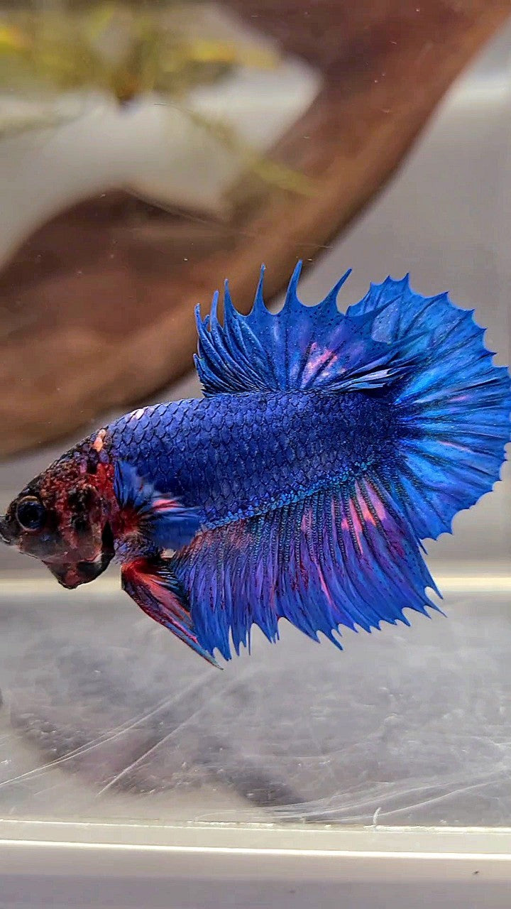 CROWNTAIL PLAKAT BLUE FANCY ORANGE WASH BETTA FISH