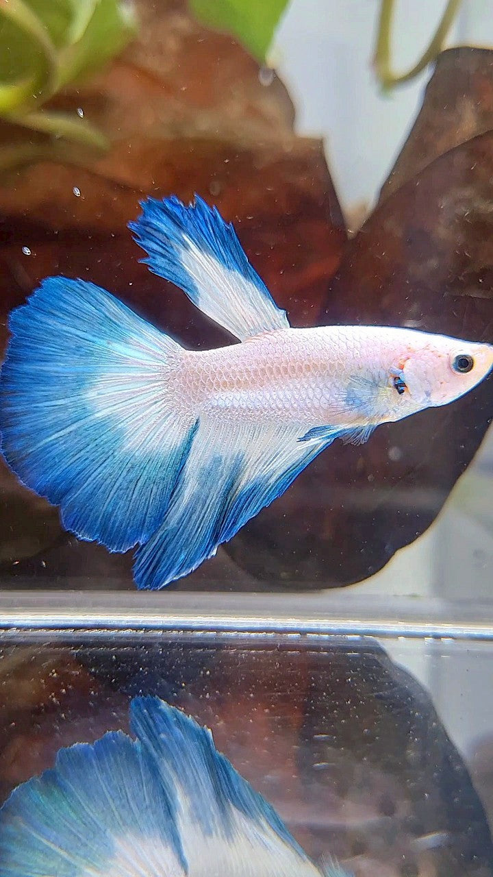 HALFMOON BLUE RIM BUTTERFLY BETTA FISH
