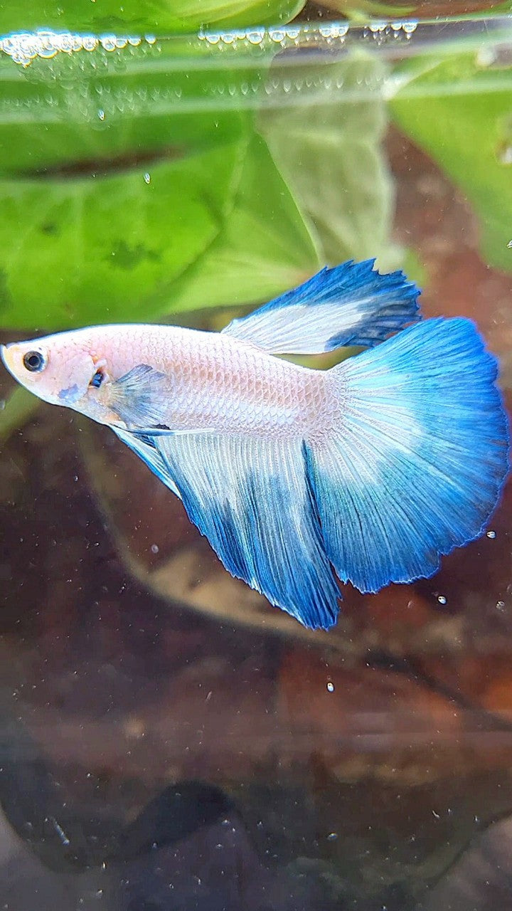 HALFMOON BLUE RIM BUTTERFLY BETTA FISH