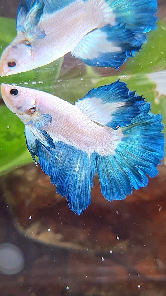 HALFMOON ROSETAIL BLUE RIM BETTA FISH
