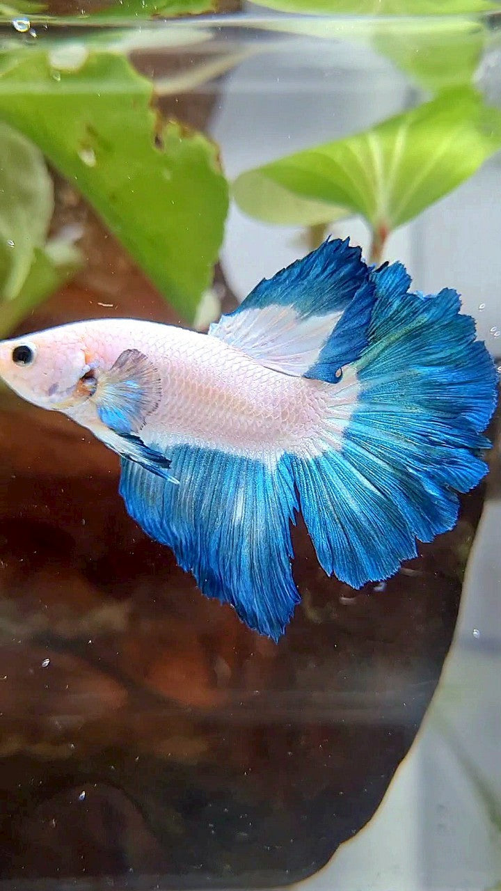 HALFMOON ROSETAIL BLUE RIM BETTA FISH