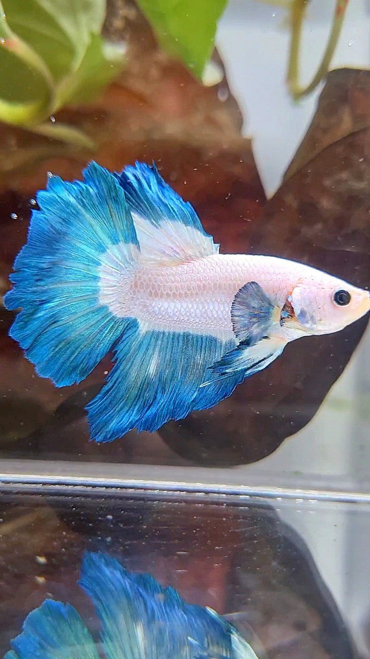 HALFMOON ROSETAIL BLUE RIM BETTA FISH