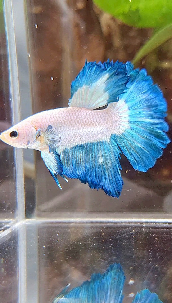 HALFMOON ROSETAIL BLUE RIM BETTA FISH