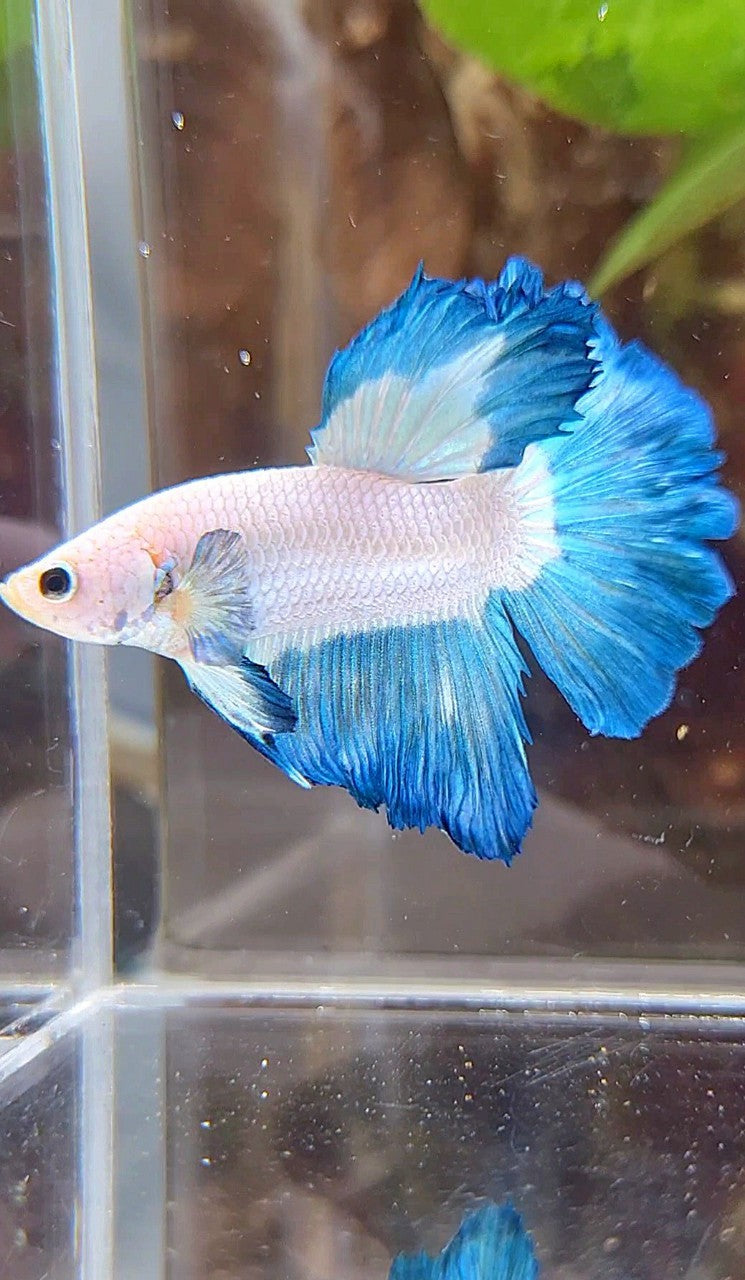 HALFMOON ROSETAIL BLUE RIM BETTA FISH
