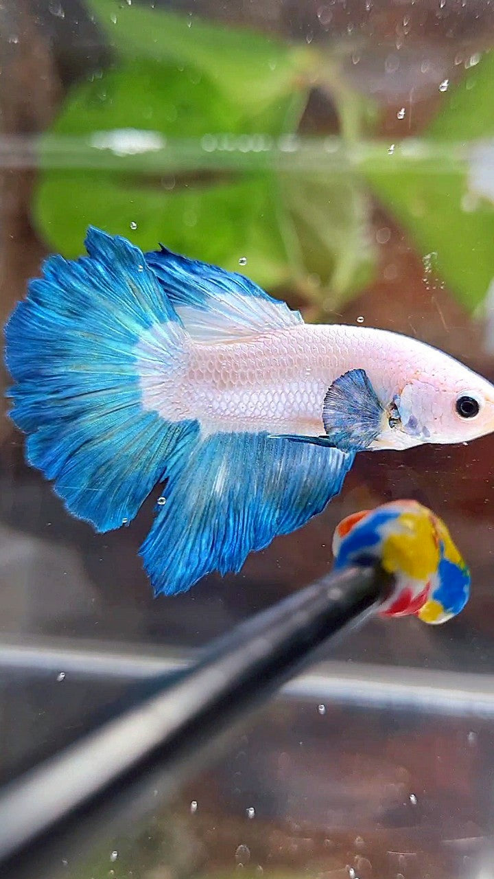 HALFMOON ROSETAIL BLUE RIM BETTA FISH