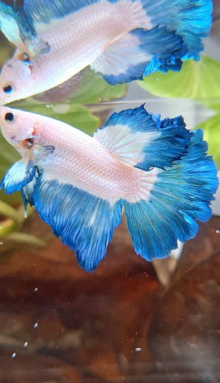 HALFMOON ROSETAIL BLUE RIM BETTA FISH