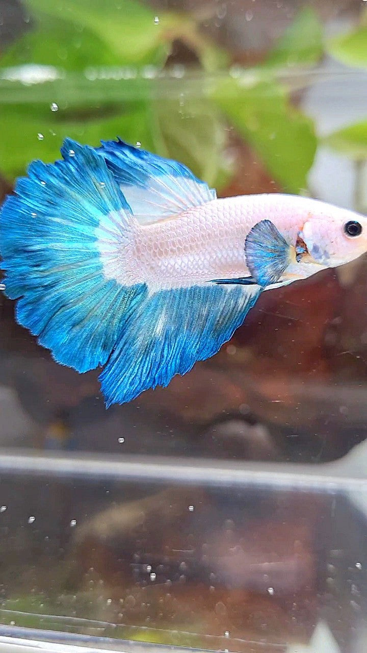 HALFMOON ROSETAIL BLUE RIM BETTA FISH