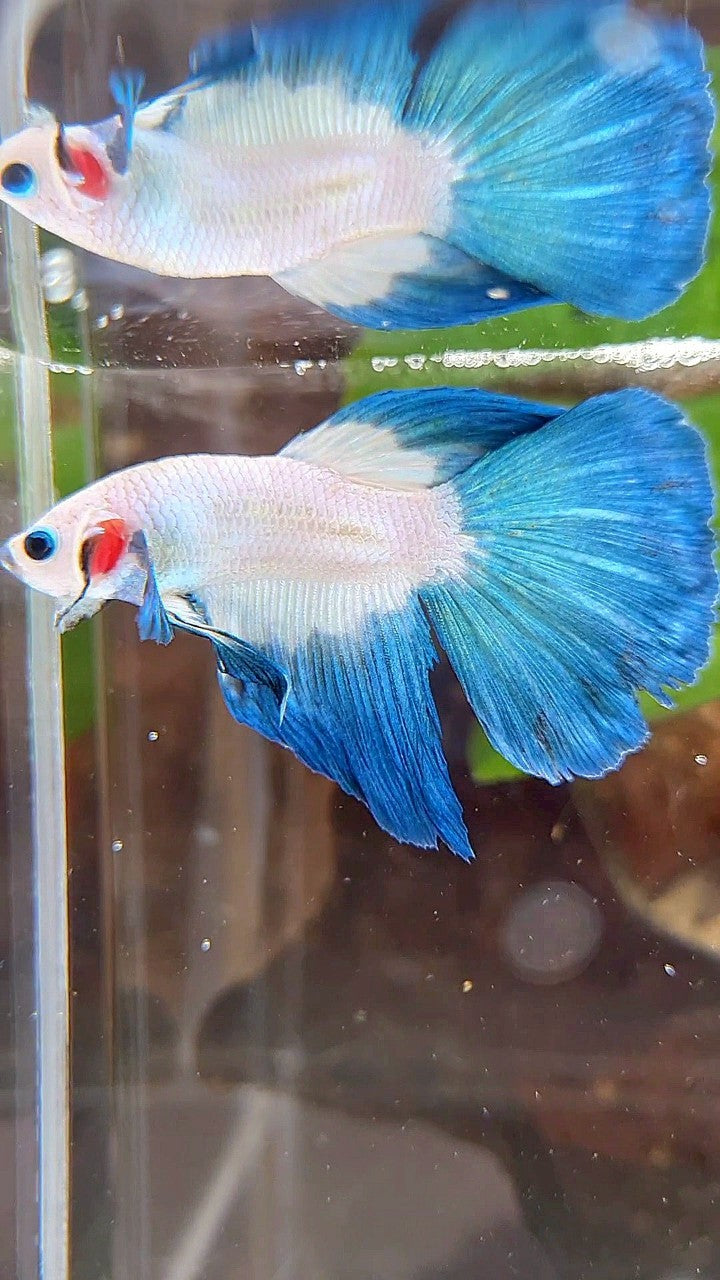 HALFMOON ROSETAIL BLUE RIM BETTA FISH