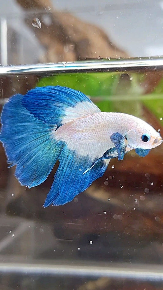 HALFMOON ROSETAIL BLUE RIM BETTA FISH