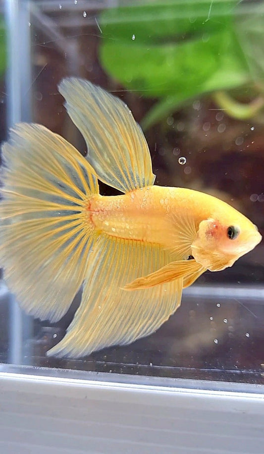 HALFMOON YELLOW GOLD GALAXY BETTA FISH
