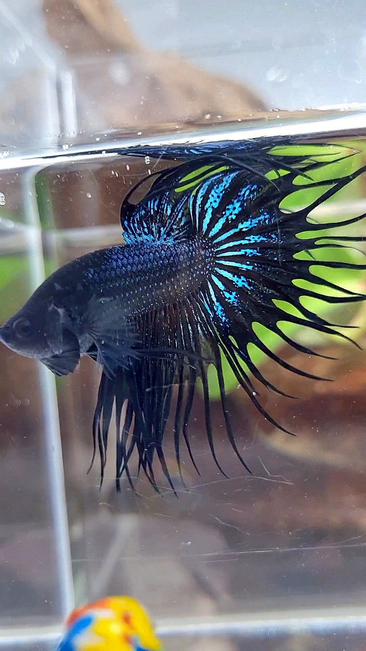 KING CROWNTAIL BLACK ORCHID BETTA FISH