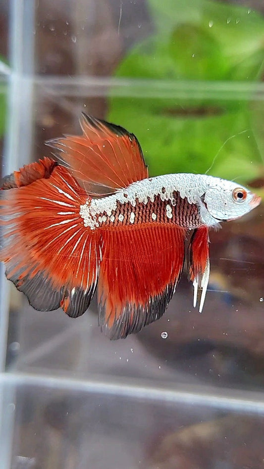 HALFMOON ROSETAIL BLACK RED SAMURAI SNOW BETTA FISH