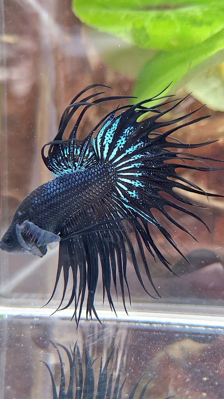 KING CROWNTAIL BLACK ORCHID BETTA FISH