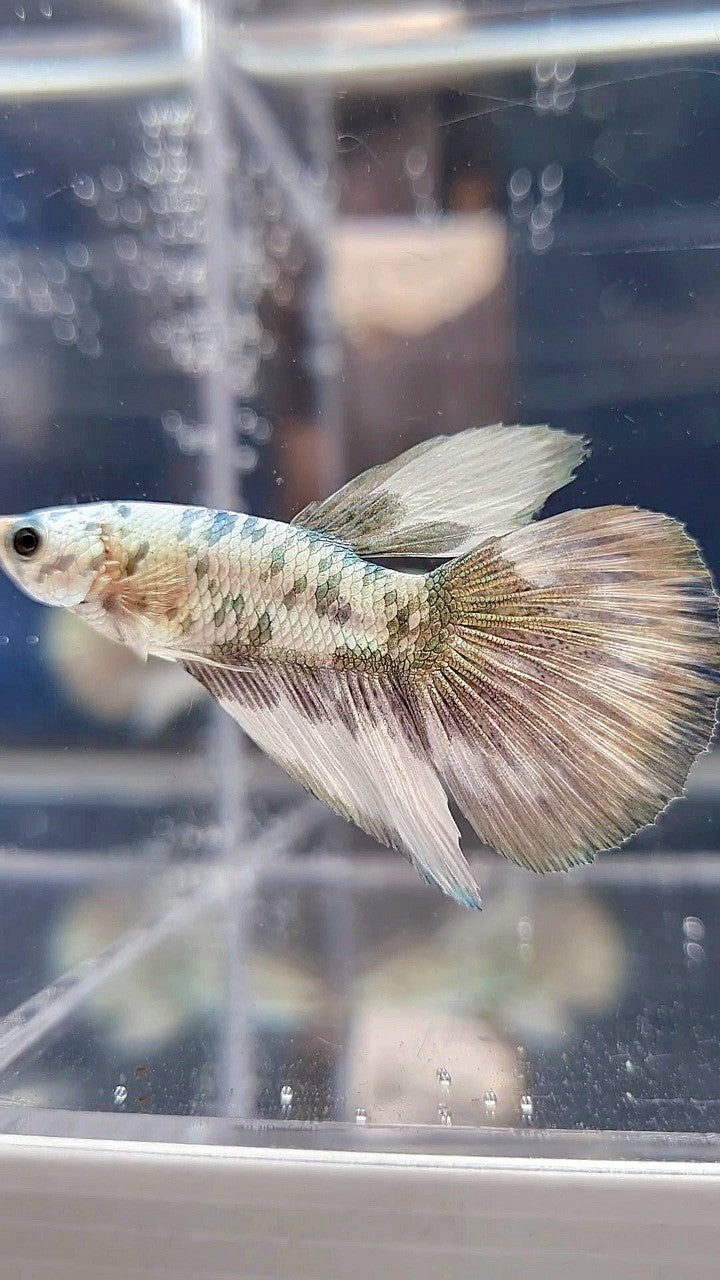 HALFMOON COPPER DOTS MARBLE BETTA FISH
