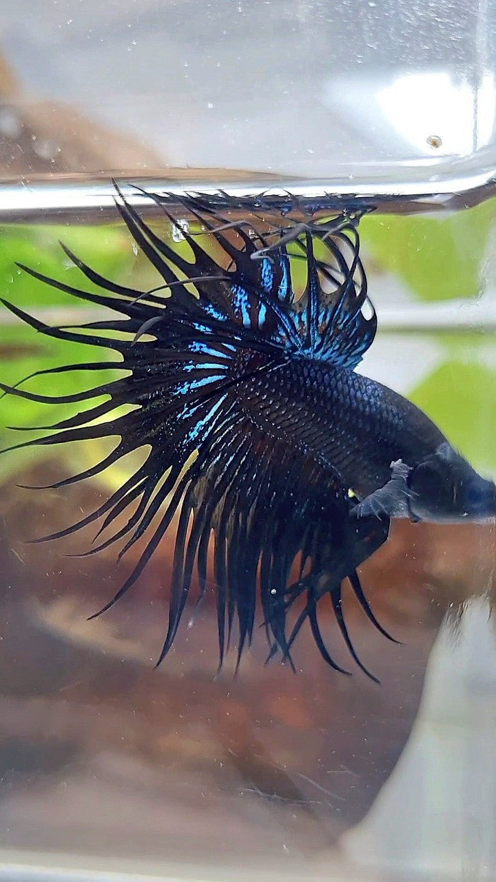 KING CROWNTAIL BLACK ORCHID BETTA FISH