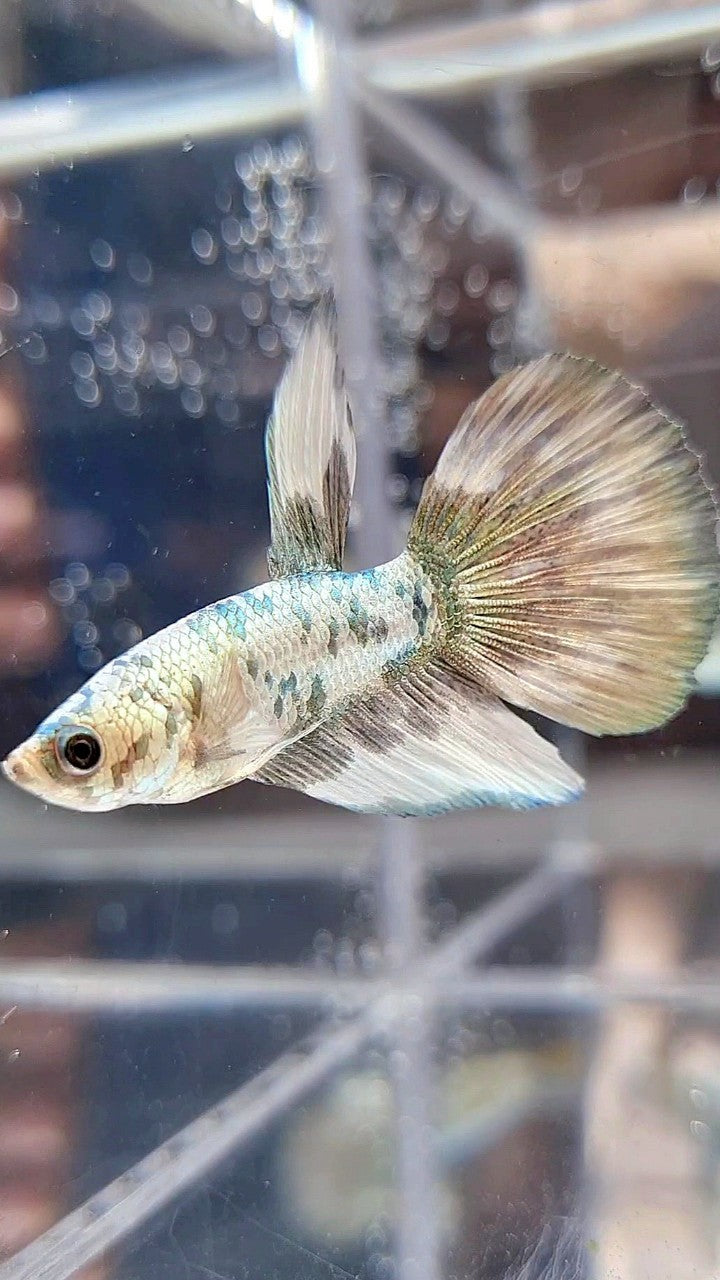 HALFMOON COPPER DOTS MARBLE BETTA FISH